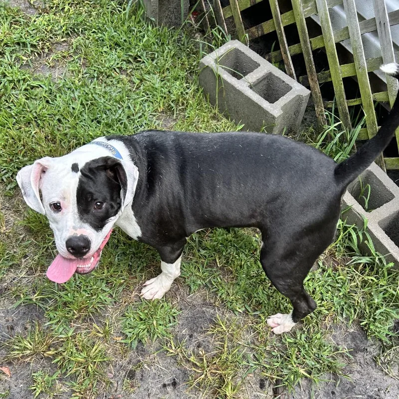 A young large-sized male Black Pit Bull Terrier dog named Little Man for adoption in Newport, NC