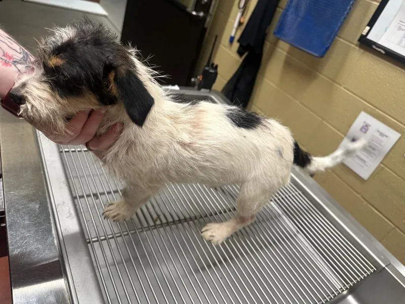 A baby small-sized female Chihuahua dog named Petunia for adoption in Douglasville, GA