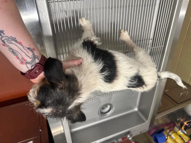 Petunia thumbnail 3