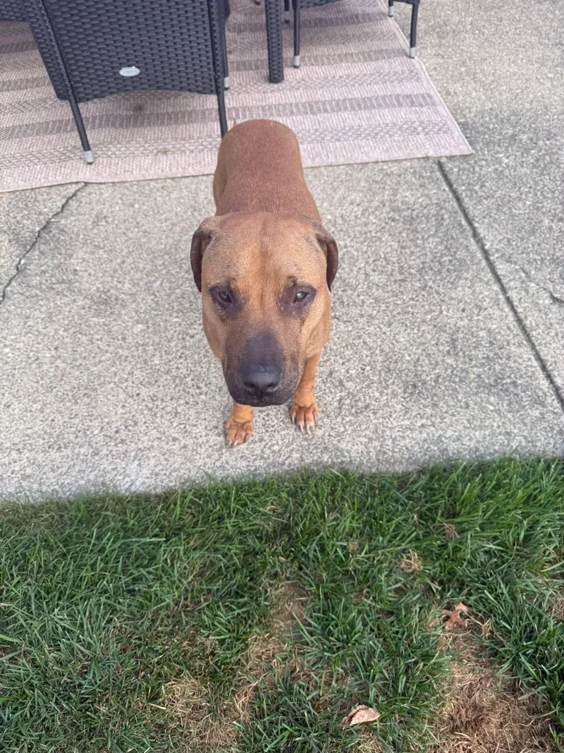 An adult medium-sized female Red / Chestnut / Orange Pit Bull Terrier dog named Caroline for adoption in Derby, NY