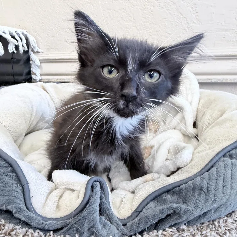 A baby small-sized female Black Domestic Long Hair cat named Twinkle Toes for adoption in Medford, OR