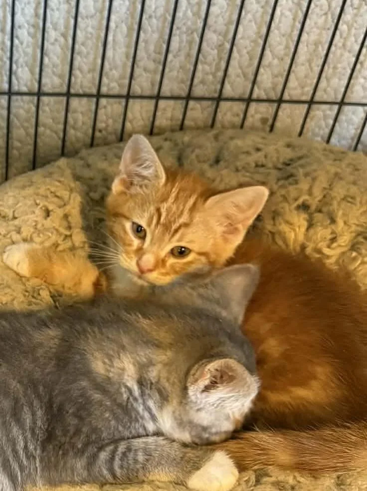 A baby small-sized male Domestic Short Hair cat named Larry for adoption in Knoxville, TN