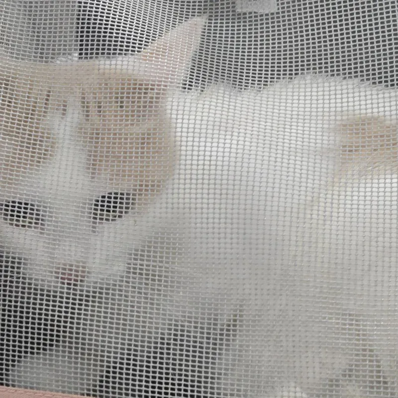 An adult medium-sized female White Domestic Short Hair cat named Nami for adoption in Newark, NJ