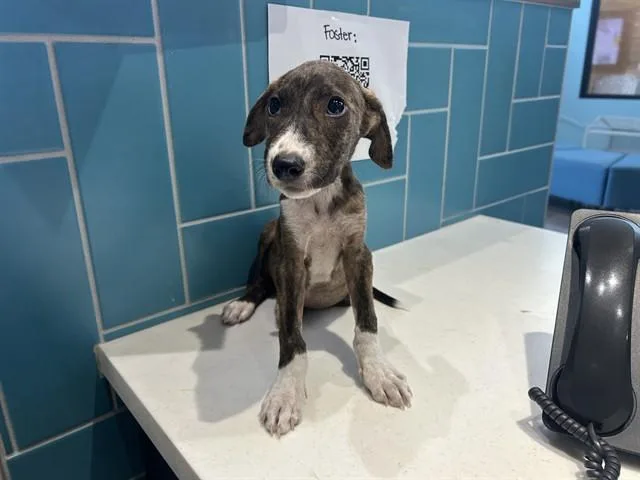 A baby small-sized male Mixed Breed dog named Edward for adoption in Garland, TX