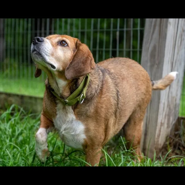 An adult medium-sized male Beagle dog named Chance for adoption in Franklin, TN