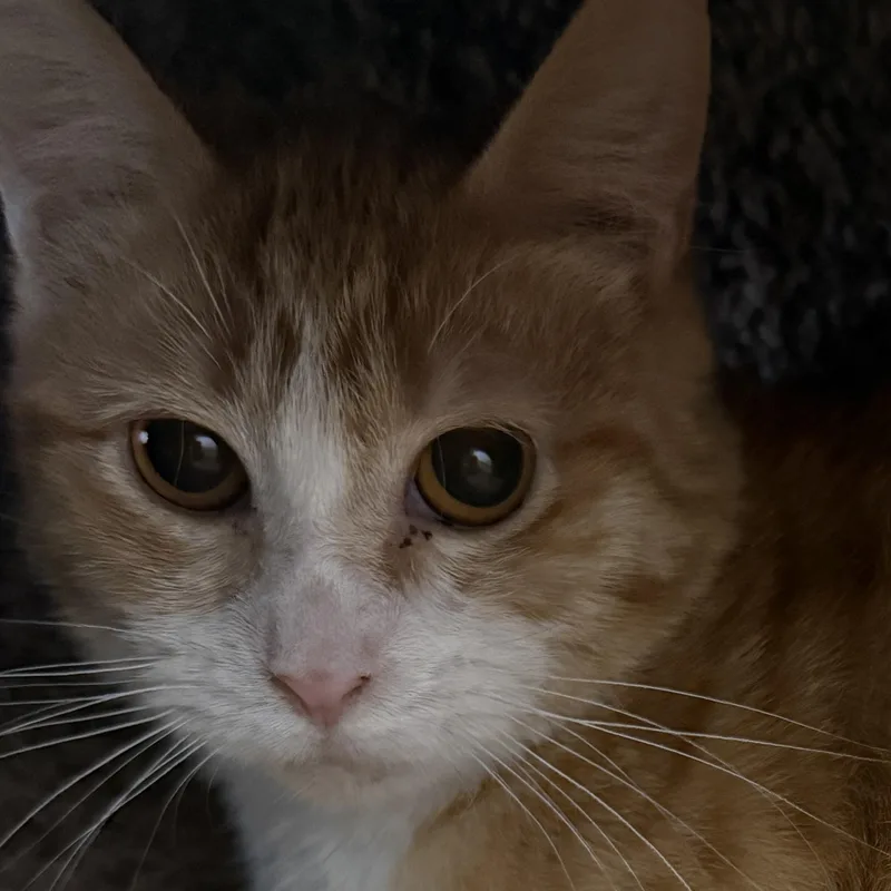A baby small-sized female Domestic Short Hair cat named Wizzlebean for adoption in Auburn, NE