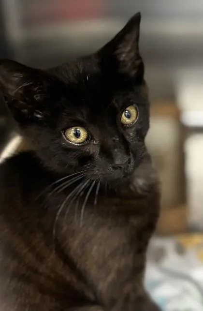 A young medium-sized female Black Domestic Short Hair cat named Coraline for adoption in Georgetown, SC