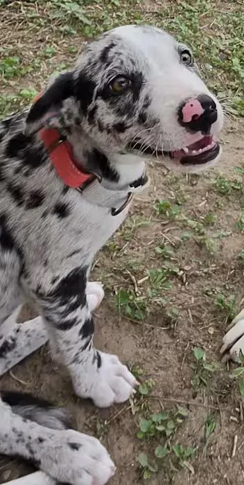 A baby medium-sized female Catahoula Leopard Dog dog named Charlotte for adoption in Boise, ID