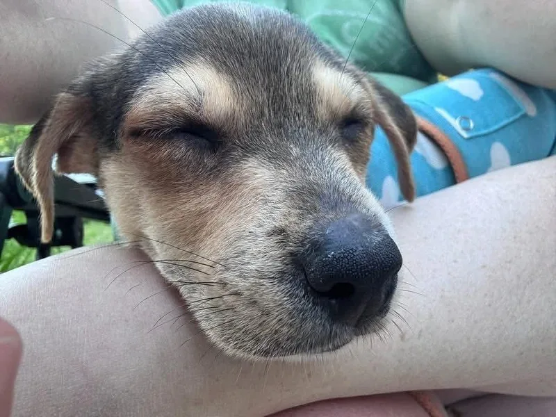 A baby medium-sized male Bicolor Mixed Breed dog named Doug for adoption in Randolph Center, VT