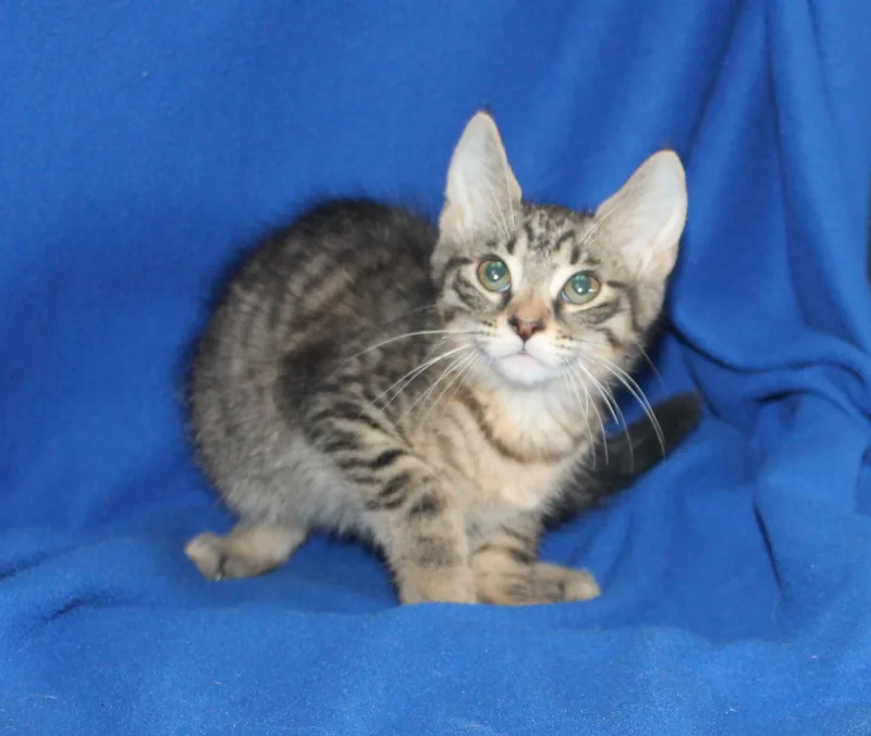 A baby medium-sized female Domestic Short Hair cat named Panda for adoption in Prattville, AL