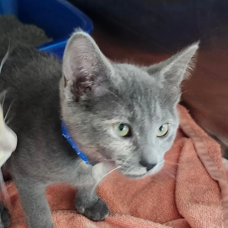 A baby small-sized female Gray / Blue / Silver Domestic Short Hair cat named Zelda for adoption in Columbia Station, OH
