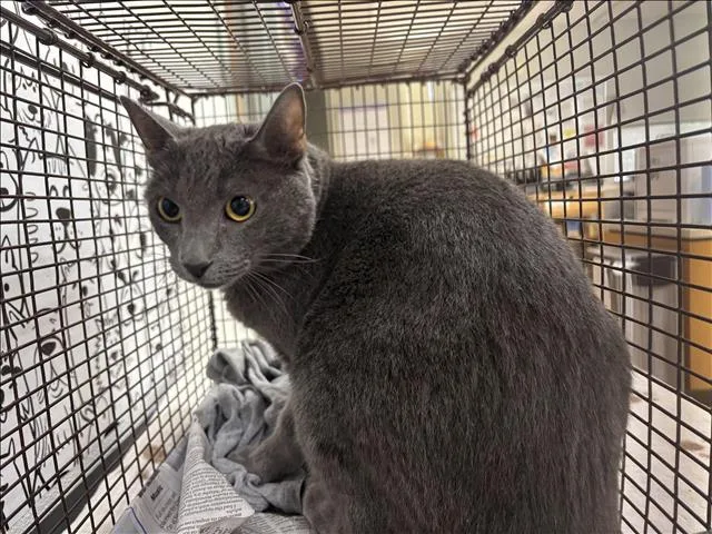 An adult large-sized female Domestic Short Hair cat named Lucy for adoption in San Pedro, CA