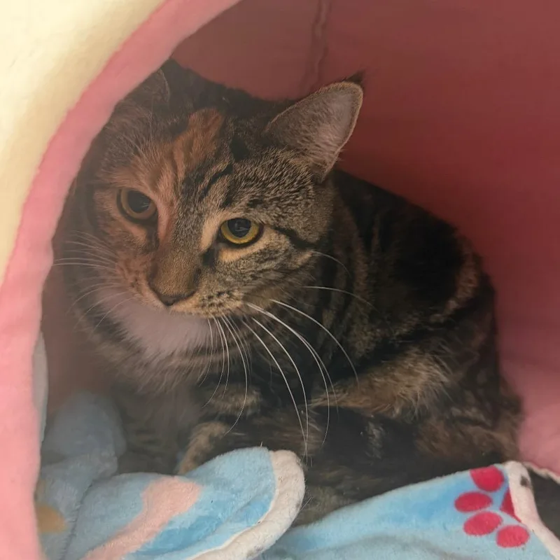 A young large-sized female Gray / Blue / Silver Domestic Short Hair cat named Ginger for adoption in East Smithfield , PA