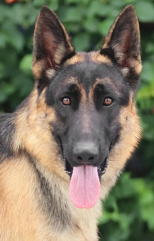 A young large-sized male Black German Shepherd Dog dog named Hans von Hambach for adoption in Los Angeles, CA