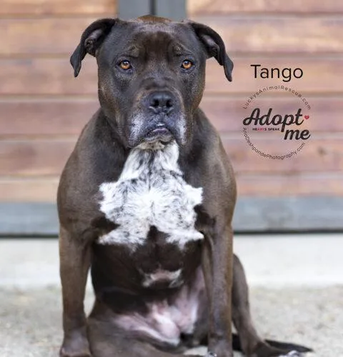A senior large-sized female Black Pit Bull Terrier dog named Tango for adoption in Bakersfield, CA
