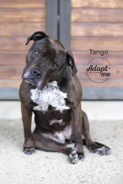 Tango thumbnail 2