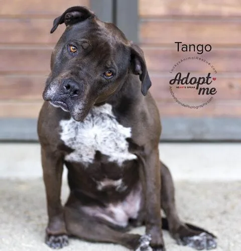 Tango thumbnail 4