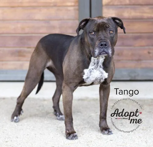 Tango thumbnail 5