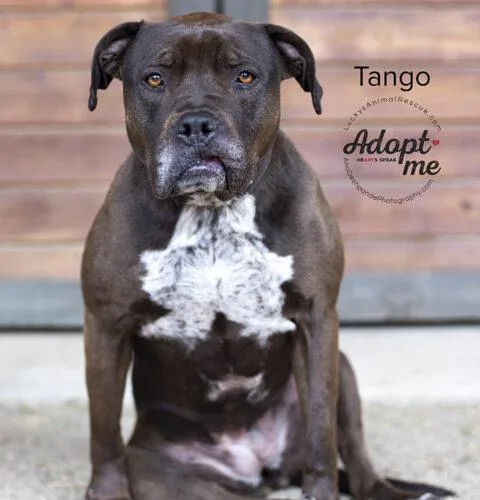 Tango thumbnail 9