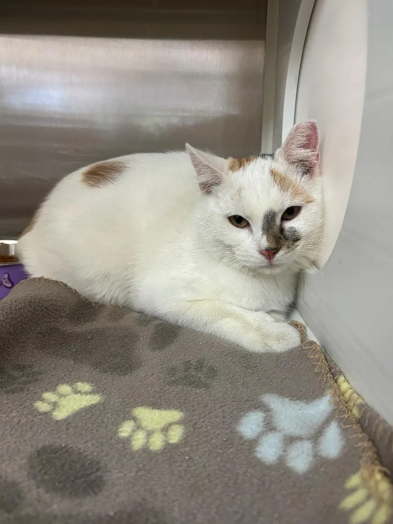 A baby small-sized female Calico Domestic Short Hair cat named Willow for adoption in Columbus, NE