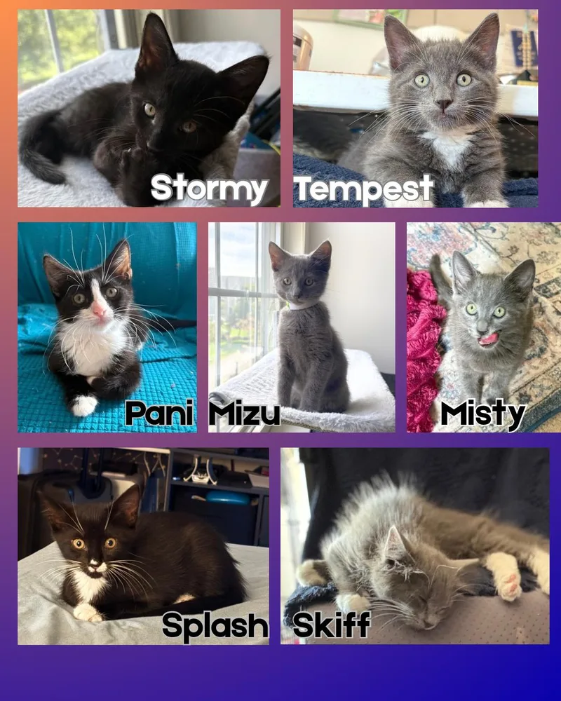 A baby medium-sized female Domestic Short Hair cat named Splash  Storm  for adoption in Weehawken, NJ