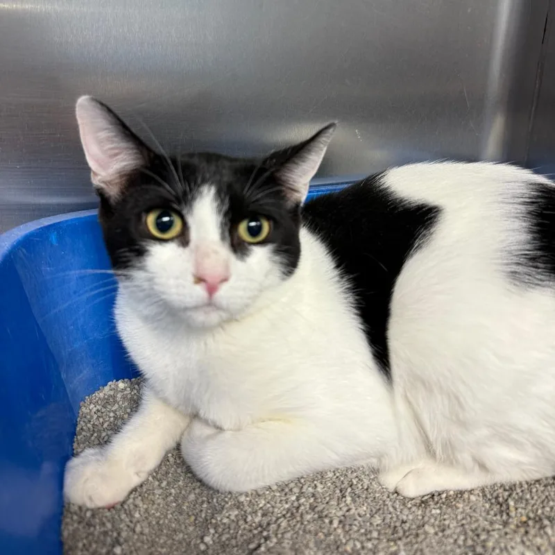A young small-sized female White Domestic Short Hair cat named Winnie for adoption in Casa Grande, AZ