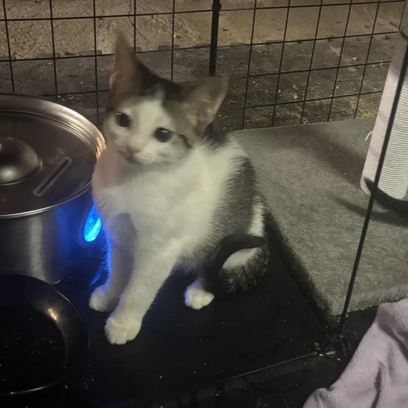 A baby small-sized female Gray & White Domestic Short Hair cat named Luna for adoption in Pittsburgh, PA
