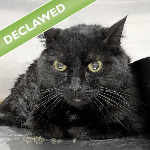 A senior small-sized female Domestic Short Hair cat named Pepper for adoption in Des Moines, IA