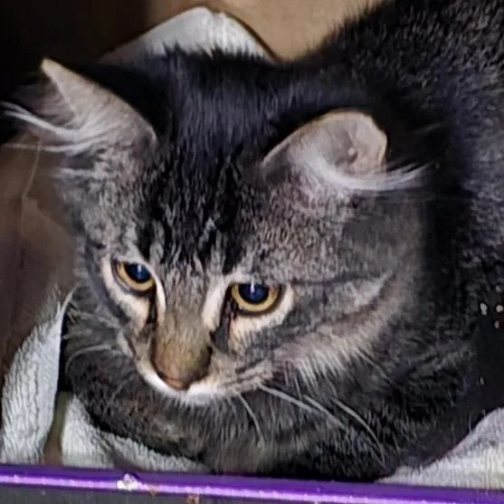 A baby small-sized male Domestic Medium Hair cat named Reginald for adoption in Grantsville, UT