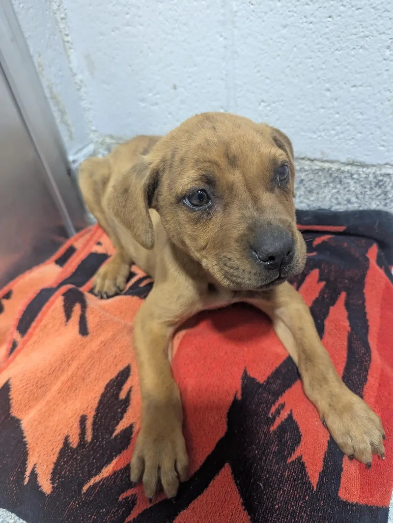 Beemer D thumbnail 2