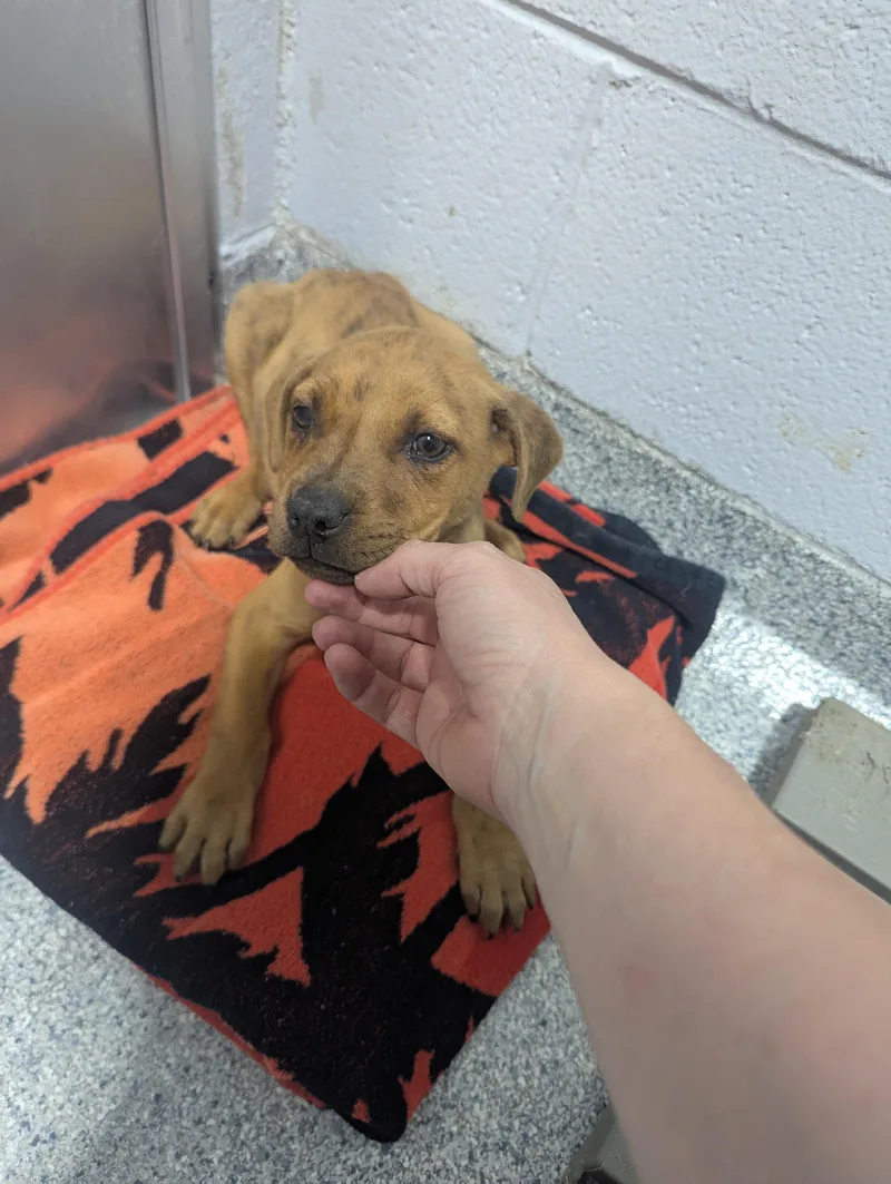 Beemer D thumbnail 3