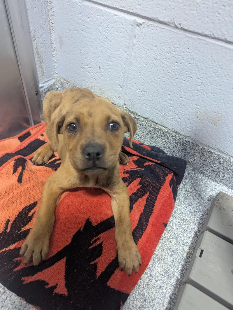 Beemer D thumbnail 4