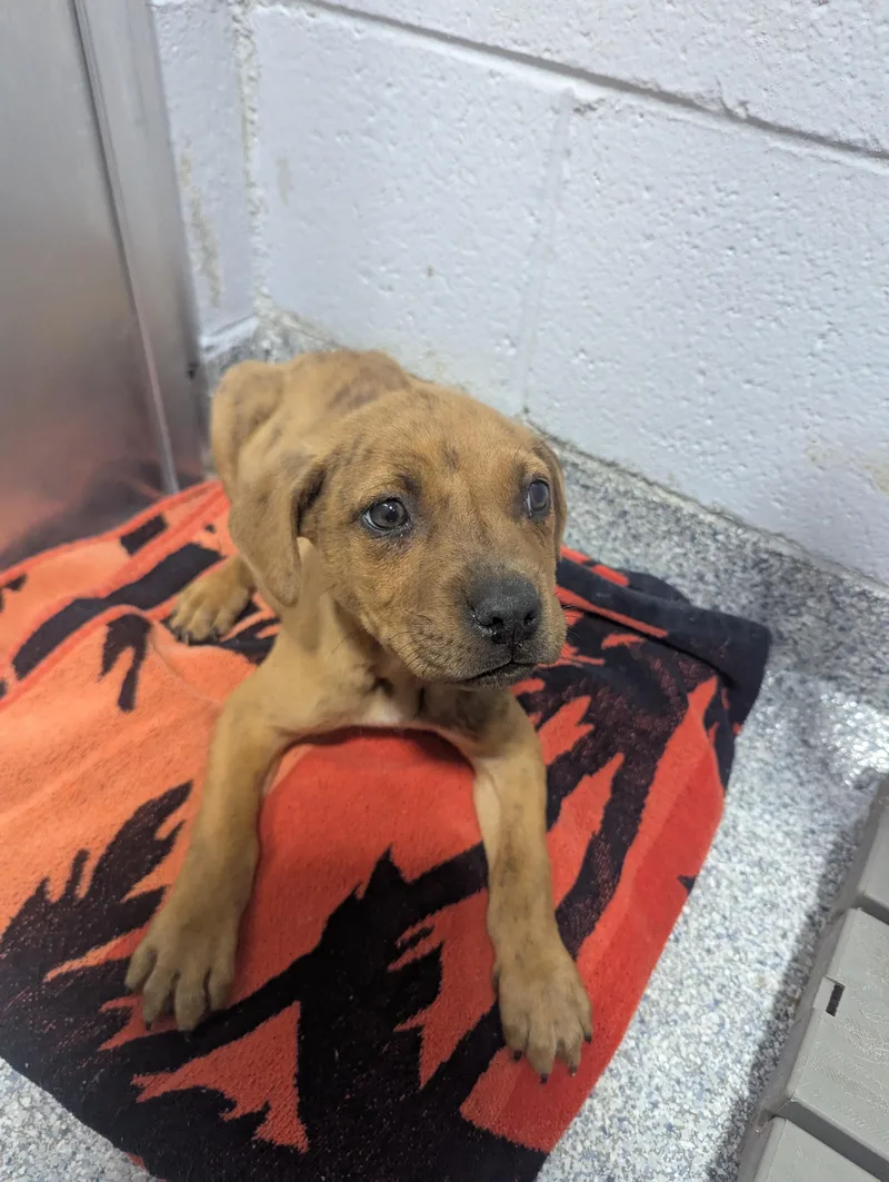 Beemer D thumbnail 5