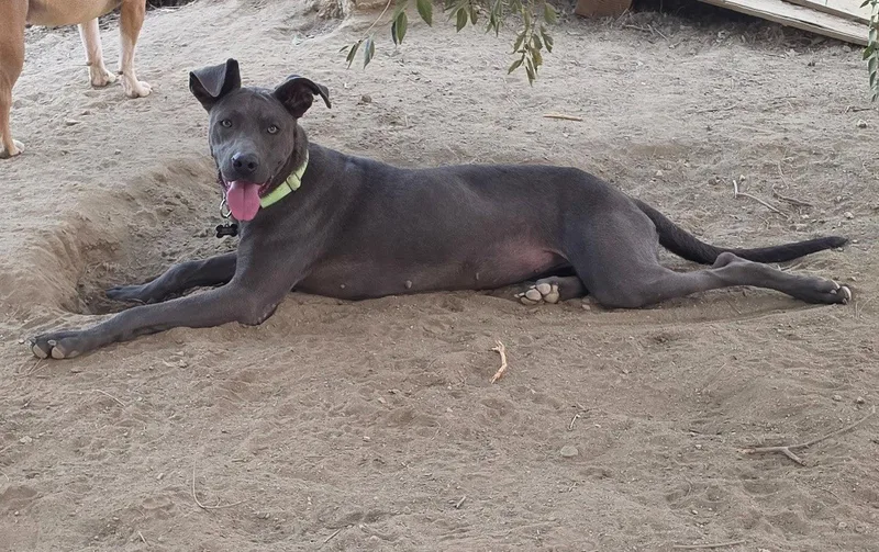 A baby large-sized female Weimaraner dog named Cinder for adoption in Rancho Cucamonga, CA