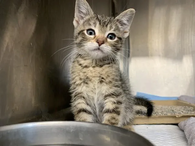 A baby small-sized female Domestic Short Hair cat named Aniya for adoption in Grand Prairie, TX