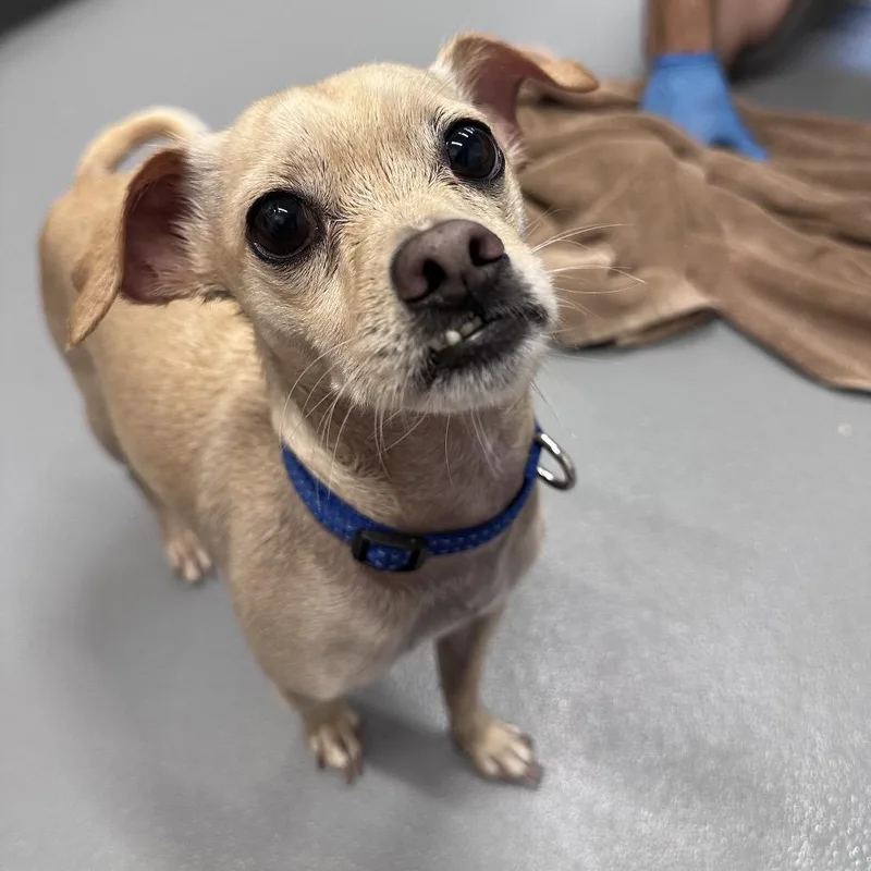 An adult small-sized male Chihuahua dog named Maximus for adoption in Mount Vernon, IN