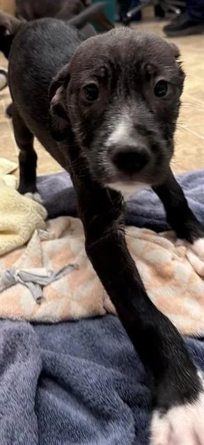 A baby small-sized male Labrador Retriever dog named Brahma for adoption in Augusta, GA