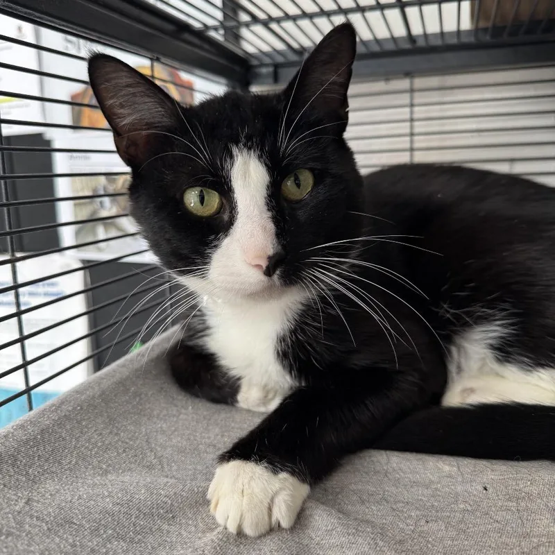 A young medium-sized male Black Domestic Short Hair cat named Timmy Tom for adoption in Birmingham, AL