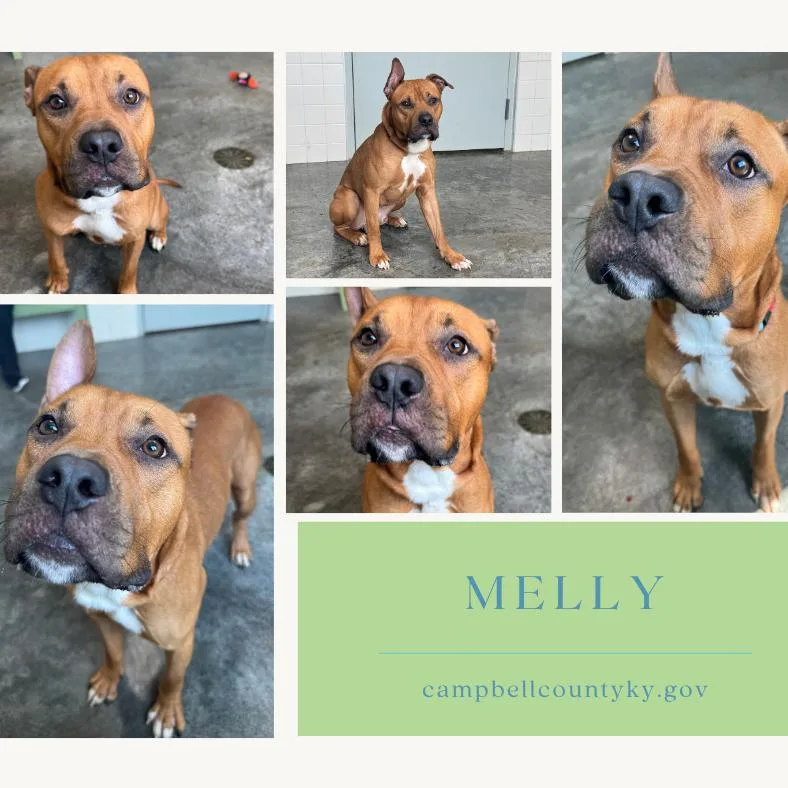 An adult medium-sized male Brown / Chocolate Pit Bull Terrier dog named Melly for adoption in Melbourne, KY