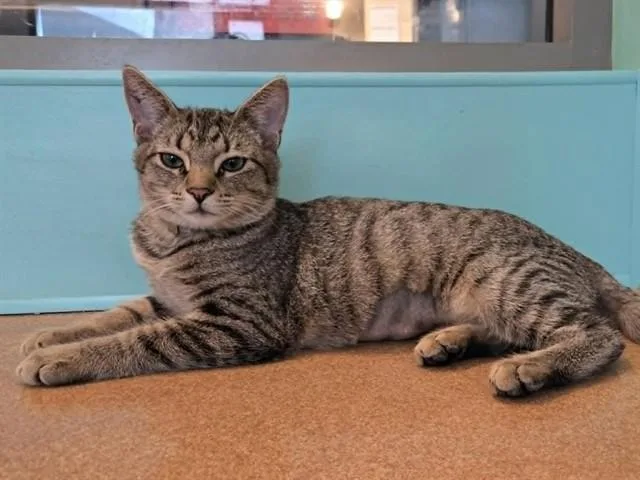 A young small-sized female Domestic Short Hair cat named Riesling for adoption in Martinez, CA