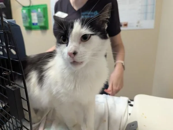 A young small-sized male Domestic Long Hair cat named Ludo for adoption in Oceanside, CA