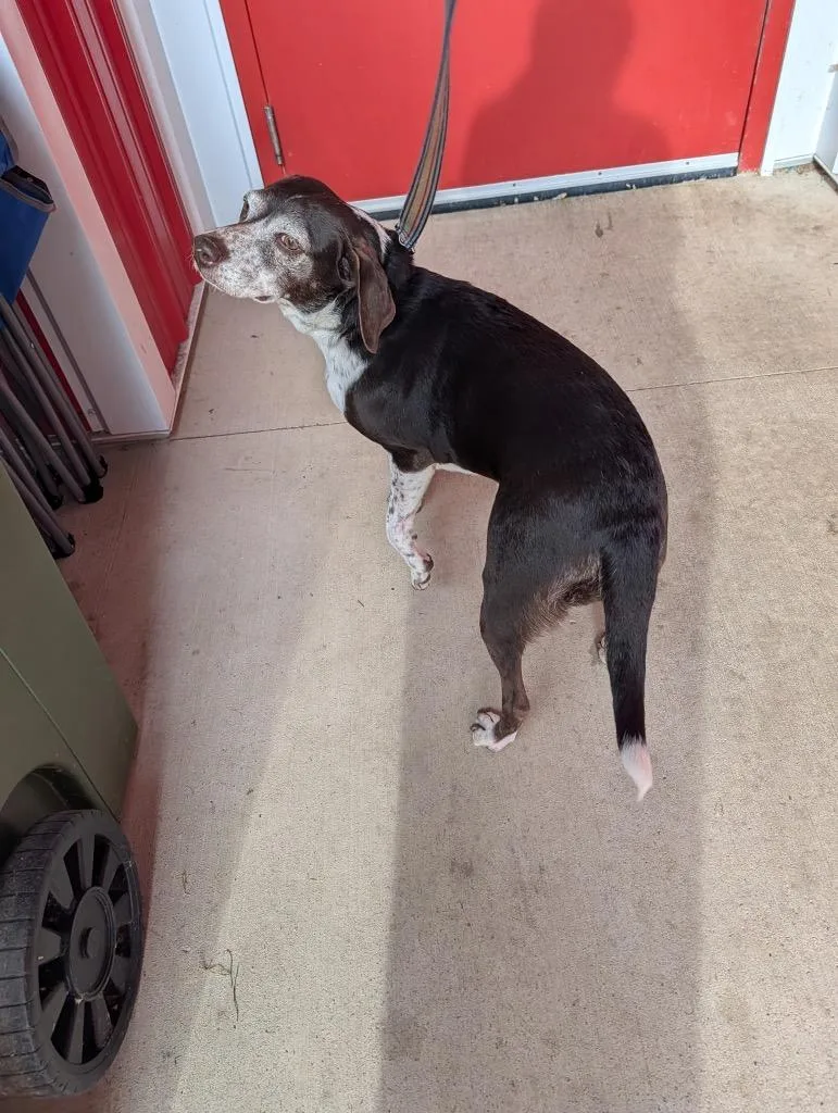 An adult small-sized female German Shorthaired Pointer dog named Cookie for adoption in Angola, IN