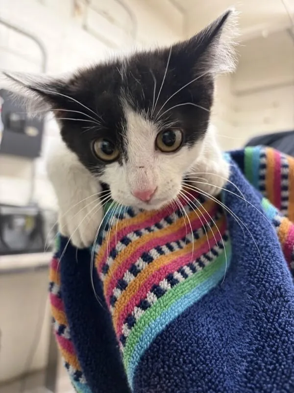 A baby medium-sized male White Domestic Short Hair cat named Beetle Juice for adoption in Fruit Heights, UT