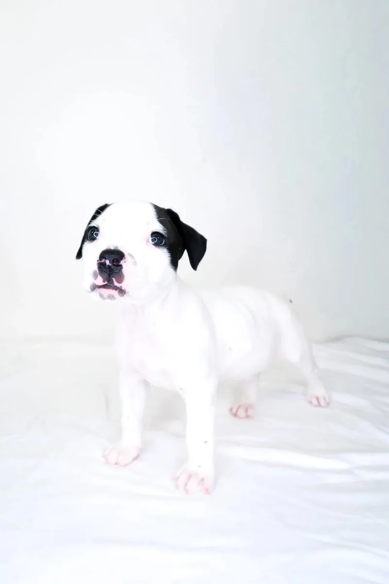 A baby medium-sized male White / Cream Pit Bull Terrier dog named Alfalfa for adoption in Bixby, OK