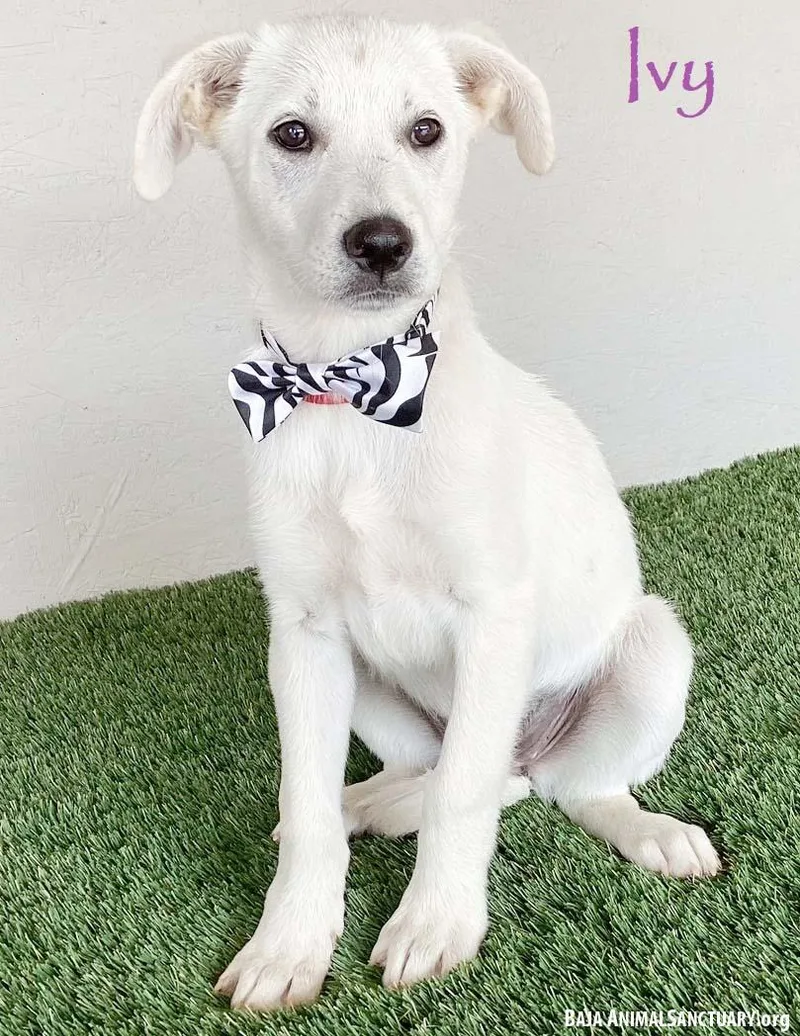 A baby medium-sized female White / Cream Labrador Retriever dog named Ivy for adoption in San Diego, CA