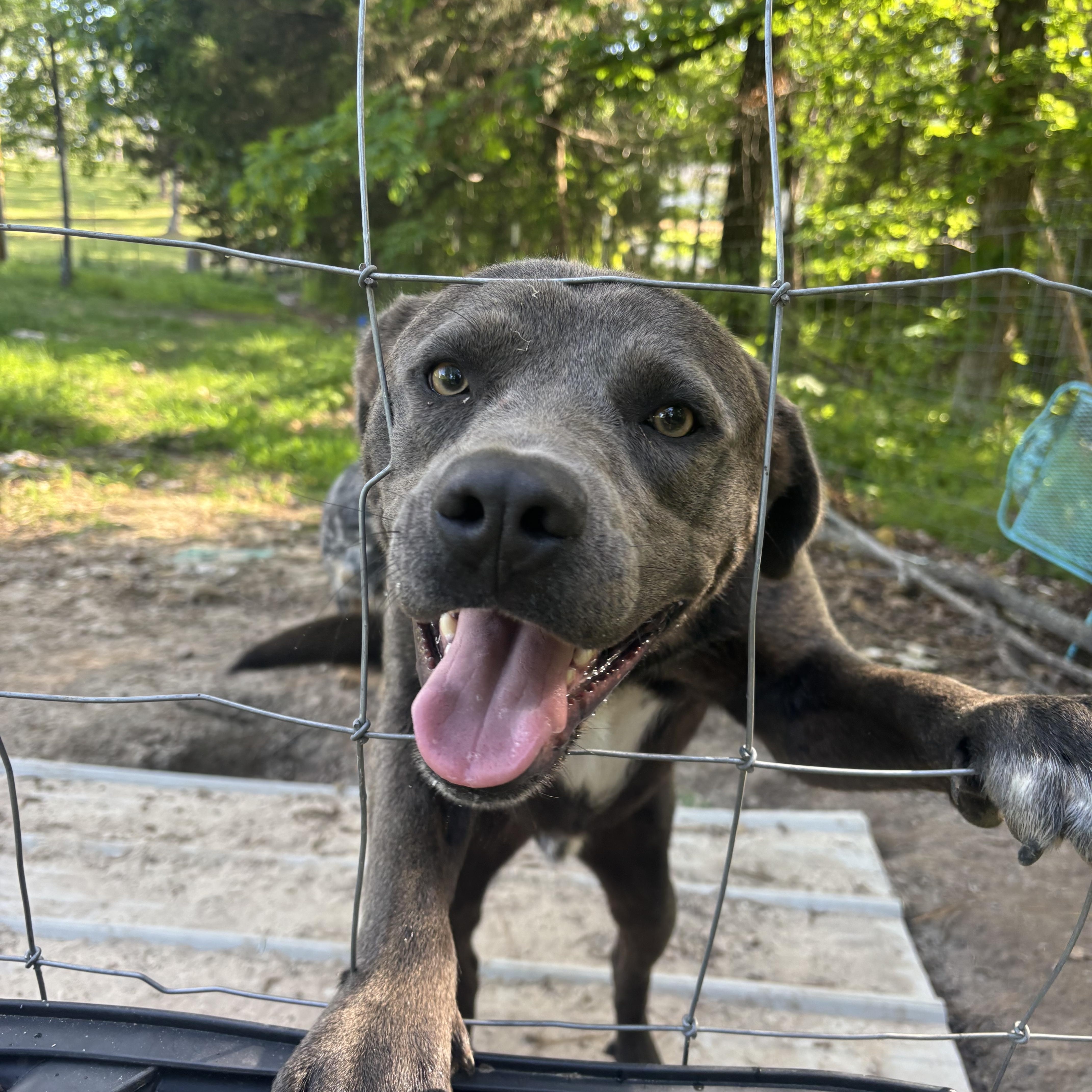 A young medium-sized male Labrador Retriever dog named Maximus for adoption in Melbourne, AR