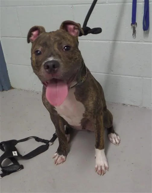 A young small-sized male Pit Bull Terrier dog named Buster for adoption in Augusta, GA