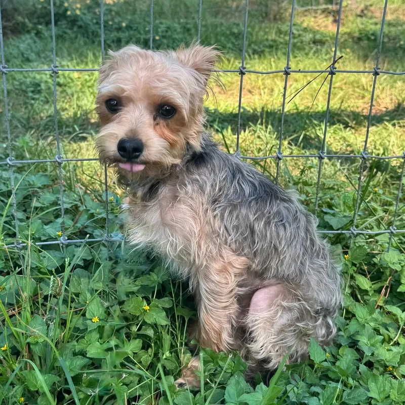 An adult small-sized male Yellow / Tan / Blond / Fawn Yorkshire Terrier dog named Winston Pooh for adoption in Houston, TX