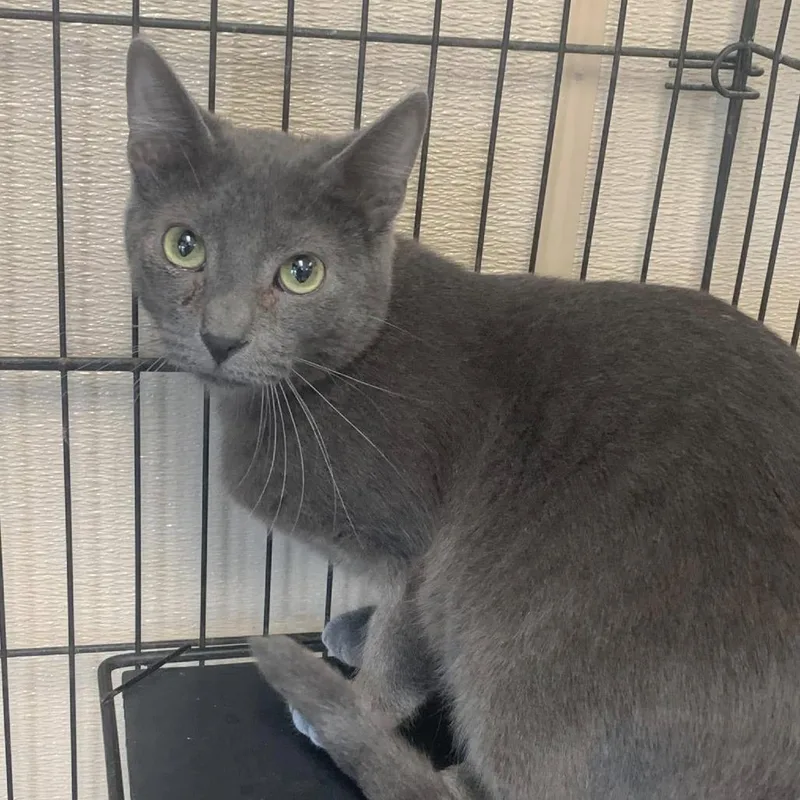 A young medium-sized male Domestic Medium Hair cat named Panther for adoption in Cleveland, MS