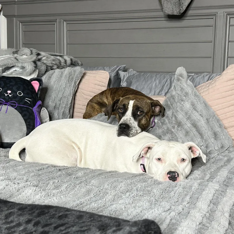 Darling Brie And Eclair thumbnail 4